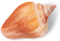 This is a picture of a Florida fighting conch seashell